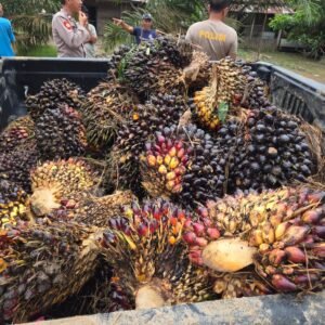 Unit Reskrim Polsek BTS Ulu Bersama Warga Amankan Pelaku Pencurian Sawit